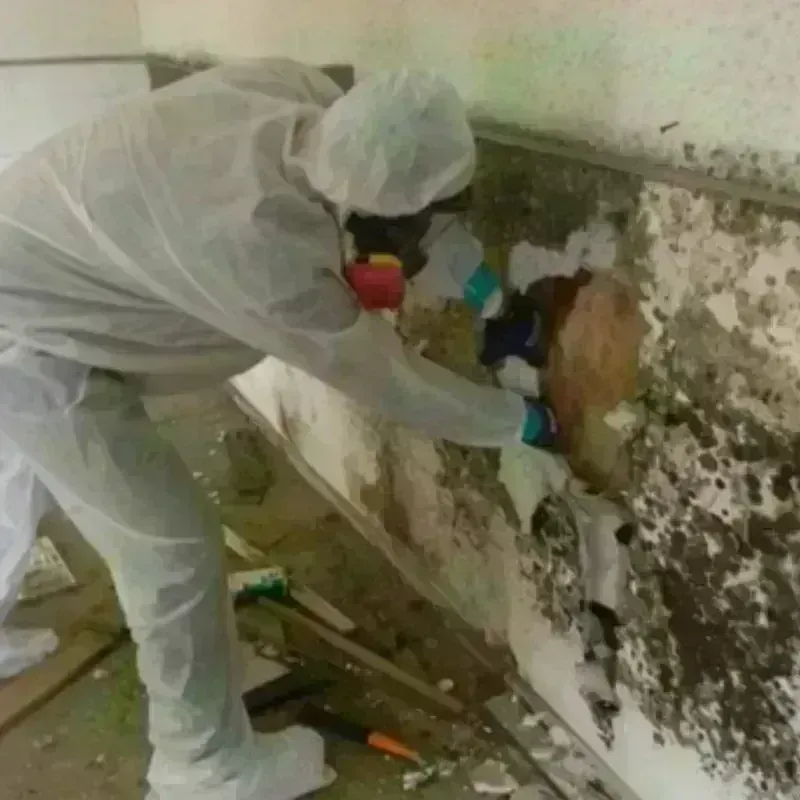 Mold Remediation and Removal in Erving, MA